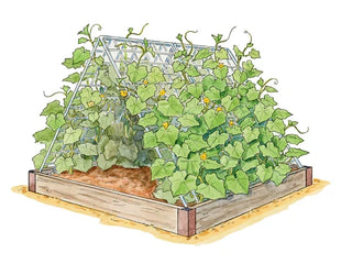 Cucumber Farm