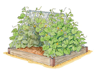 Cucumber Farm