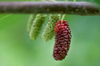 Easy-Care Fruits: Currants, Mulberries and More