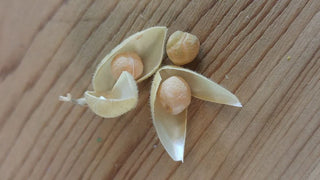 You Can Grow Chickpeas!