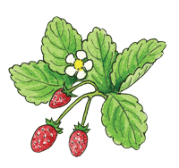 Alpine Strawberries