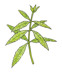 Lemon Verbena