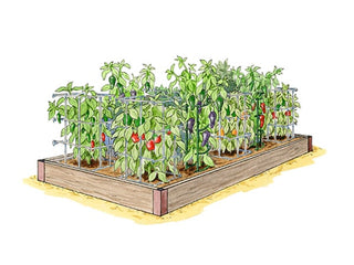 Peppers Sweet & Hot