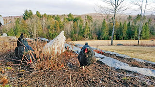 Gardening with Chickens: Pest Control