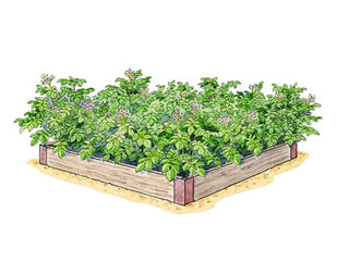Potato Bed