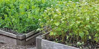 Prepare Your Vegetable Garden for Winter with a Cover Crop