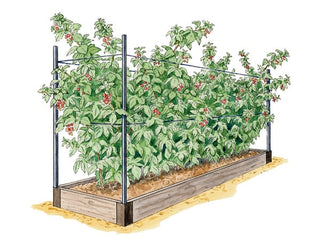 Royal Raspberry