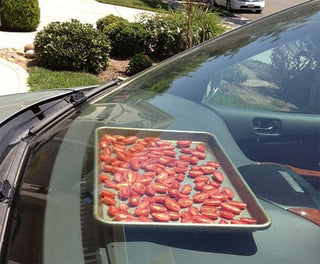 Sun-Dried, Dashboard-Dried, Homegrown Tomatoes