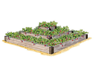 Super Sweet Strawberries
