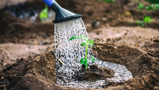 Watering Techniques and Tools