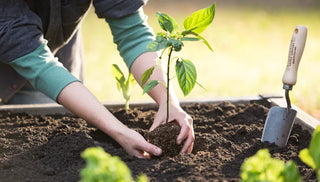 What to Plant