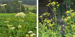 Pretty Poison: Wild Parsnip