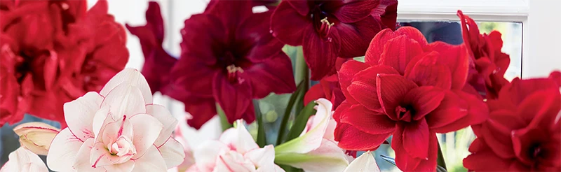 Amaryllis & Flowers