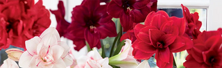 Amaryllis & Flowers