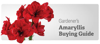 Amaryllis Buying Guide Festive Reds