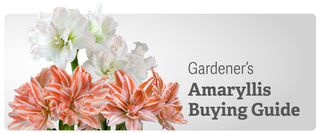 Amaryllis Buying Guide Doubles & Trios