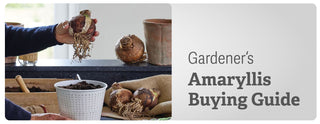 Amaryllis Buying Guide For the DIYer
