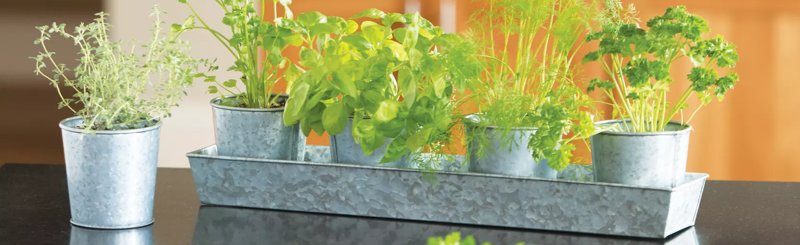 Houseplant Supplies