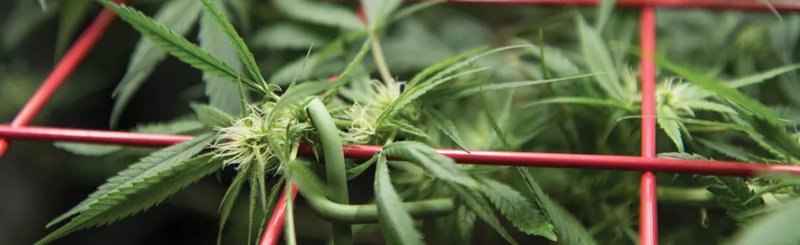 Hemp Growing