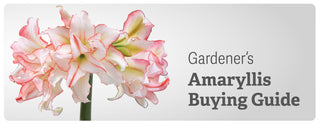 Amaryllis Buying Guide Most Unique