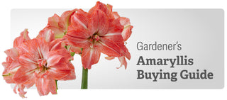 Amaryllis Buying Guide Perfect Pinks
