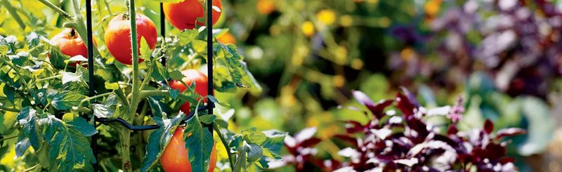 Plant Supports
