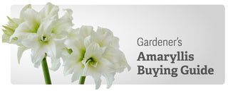 Amaryllis Buying Guide Winter Whites