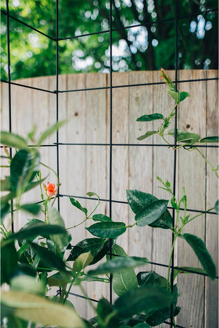 Two Panel Folding Trellis