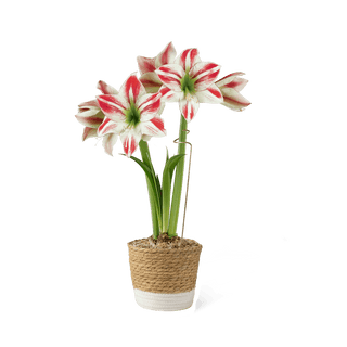 Premium Potted Amaryllis