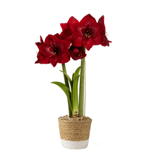 Premium Potted Amaryllis