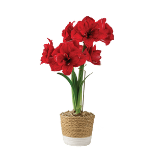 Premium Potted Amaryllis