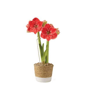 Premium Potted Amaryllis
