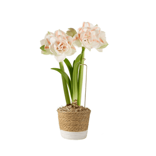Premium Potted Amaryllis