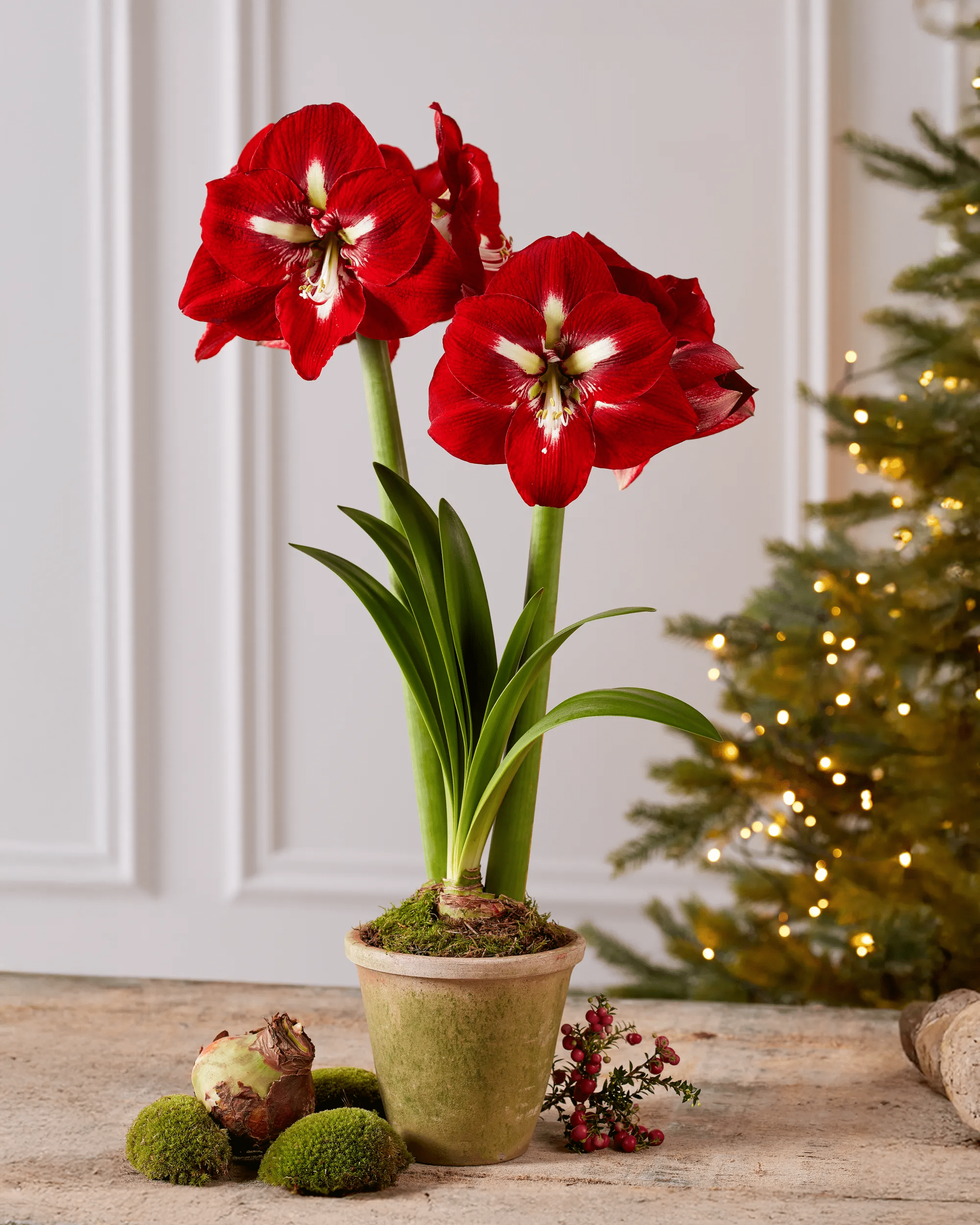 amaryllis plant fertilizer Premium Amaryllis Bulbs