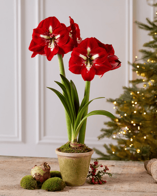Premium Amaryllis Bulb for Sale
