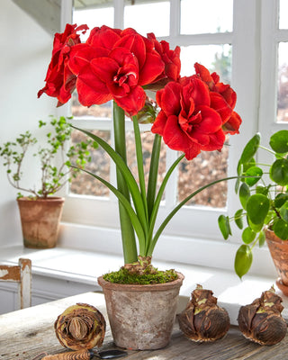Premium Amaryllis Bulb for Sale
