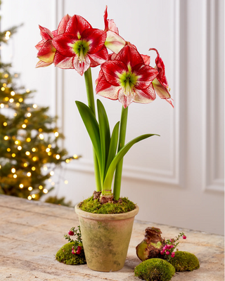 Premium Amaryllis Bulb for Sale