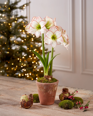 Premium Amaryllis Bulb for Sale