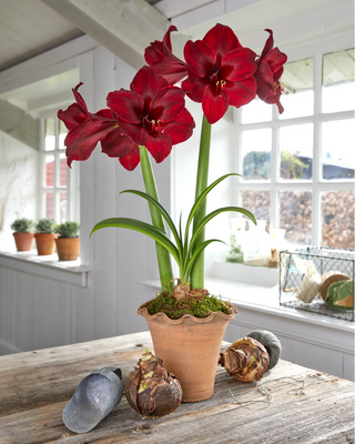 Premium Amaryllis Bulb for Sale