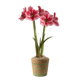 Gervase Potted Amaryllis