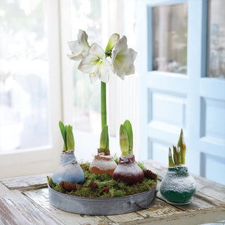Waxed Snow Amaryllis