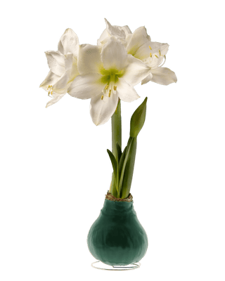 Waxed Amaryllis Color Mix