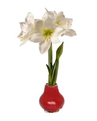 Waxed Amaryllis