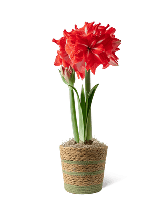 Double Circus Potted Red Amaryllis