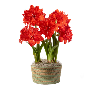 Double Circus Potted Red Amaryllis Trio