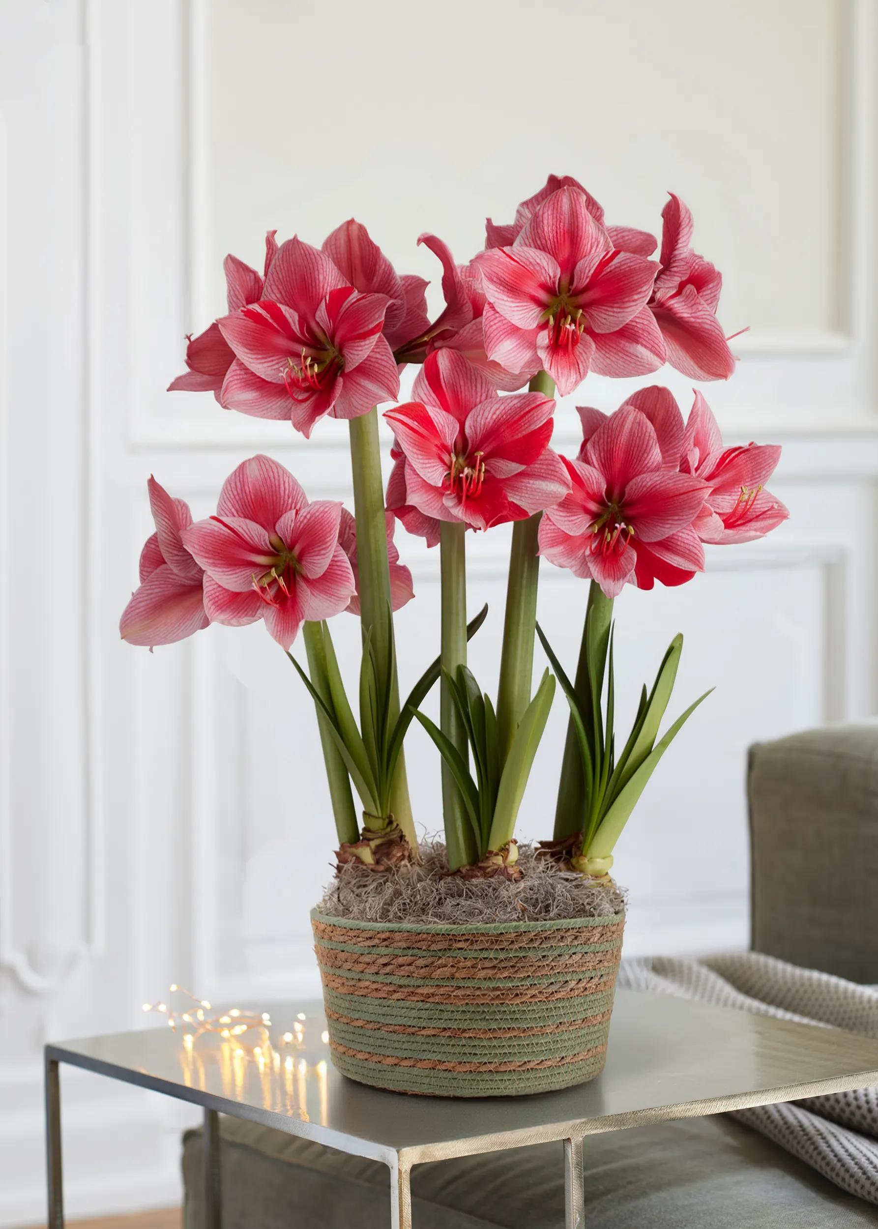 amaryllis potted plants Gervase Potted Amaryllis Trio