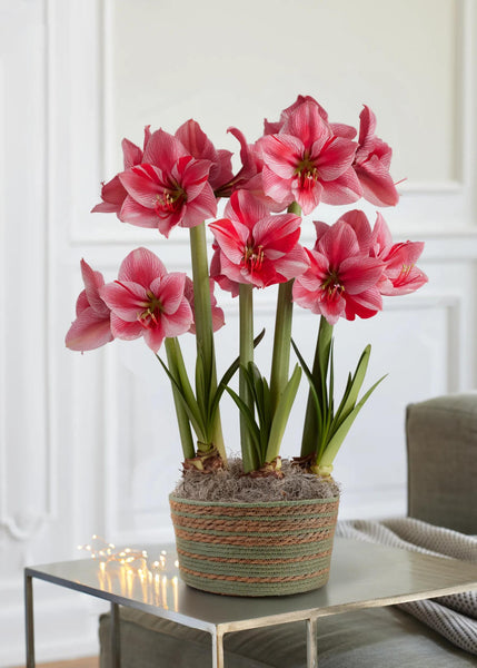 Gervase Potted Amaryllis Trio | Gardener's Supply