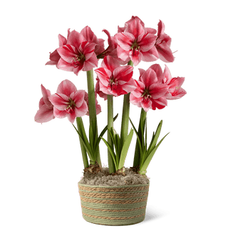 Gervase Potted Amaryllis Trio