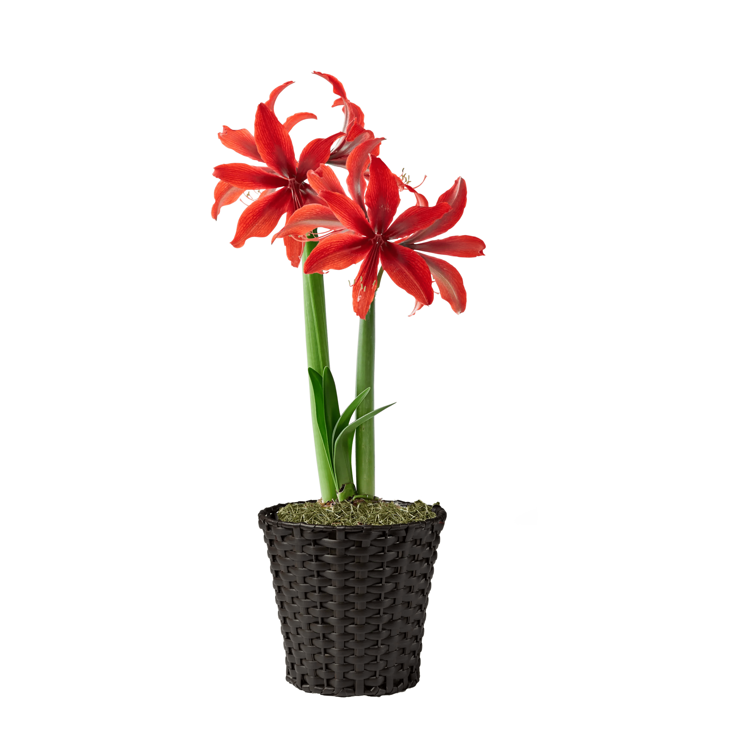 amazon potted plants Amazon Potted Amaryllis Collection