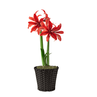 Amazon Amaryllis Collection